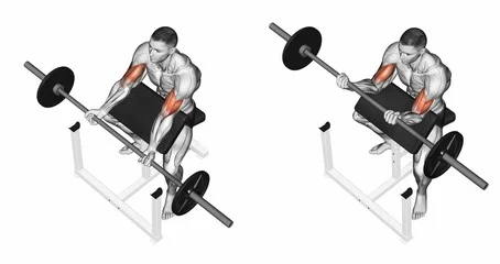 Scott bench online biceps curls